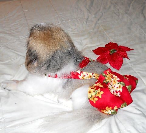 Joybies Red Aloha piddle suknja za x malu žensku pse dimenzija 11 - 13 uz leđa od ovratnika do baze repa