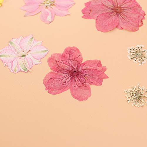 Lurrose naljepnice za suvo cvijeće ukrasne aplikacije Prirodni cvjetni naljepnice za cijelu cvjetne naljepnice za cijelu dobi